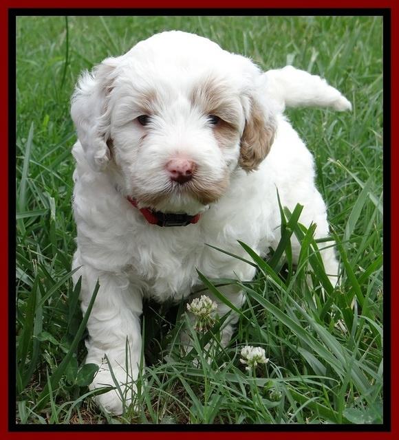 Jolie Buster 5 wks old 100