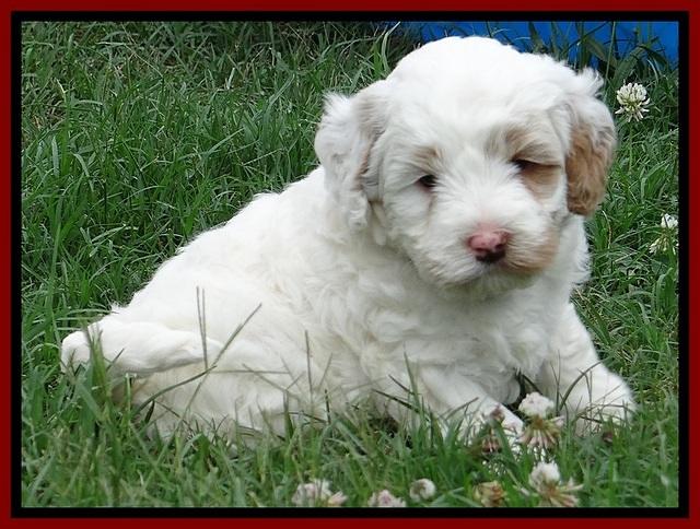 Jolie Buster 5 wks old 50