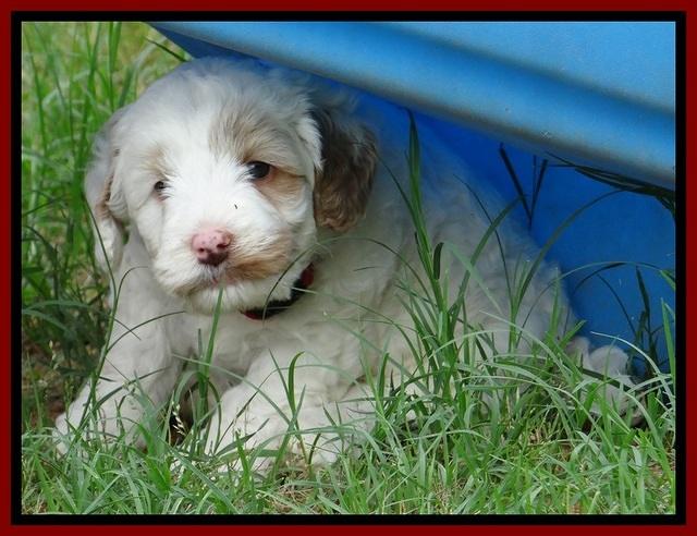 Jolie Buster 5 wks old 70