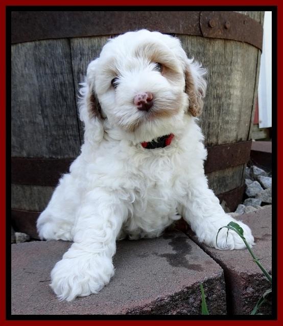 Jolie Buster 6 wks old 211