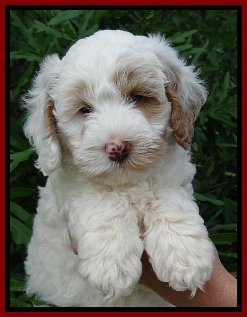 Jolie Buster 7 wks old 51