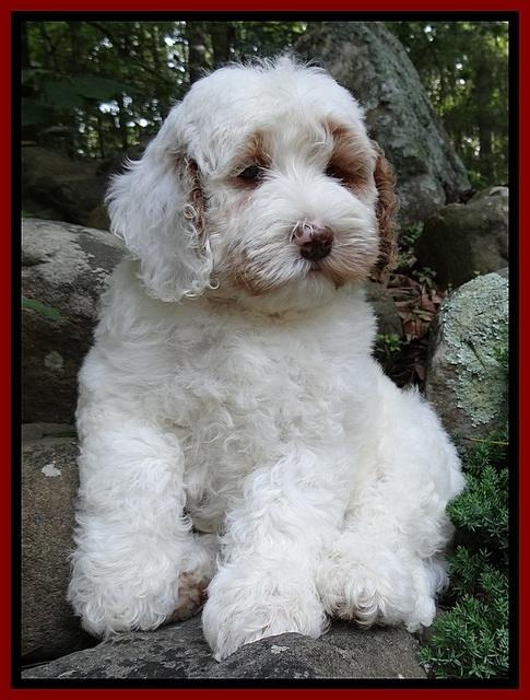 Jolie Buster 8 weeks old 13