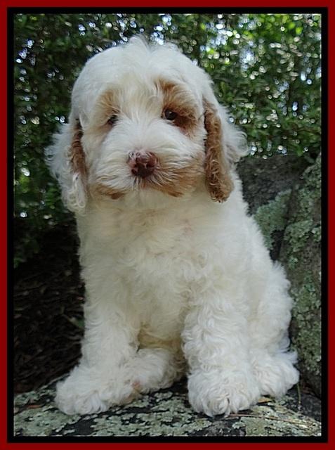 Jolie Buster 8 weeks old 23