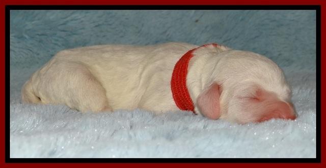 Jolie Buster puppies newborn 9 31