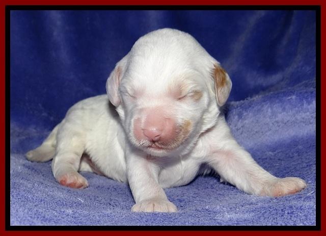Jolie Buster pups 1 wk old 61
