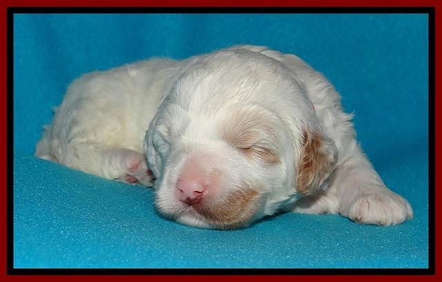 Jolie Buster pups 2 wks old 110