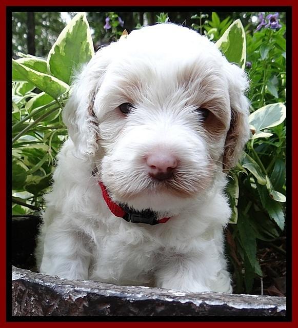 Jolie Buster pups 4 wks old 50