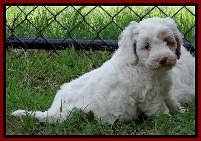 Jolie Buster pups 6.5 wks old 371