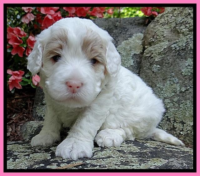 Jolie Buster 3 wks old 141