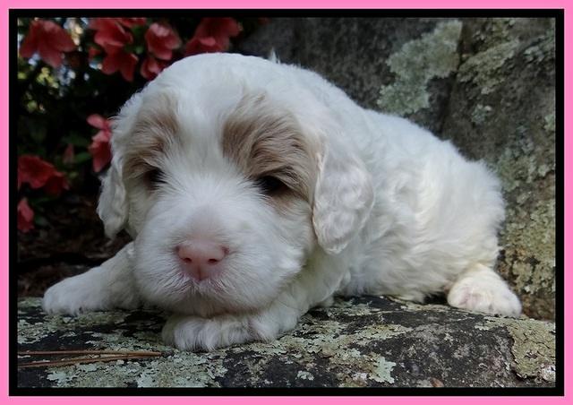 Jolie Buster 3 wks old 151