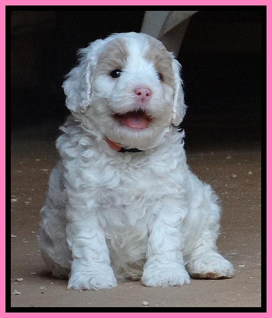 Jolie Buster 5 wks old 130