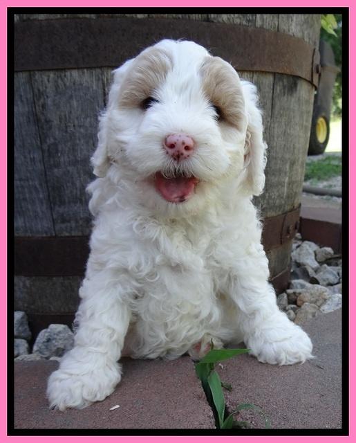 Jolie Buster 6 wks old 111