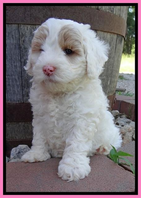 Jolie Buster 6 wks old 121