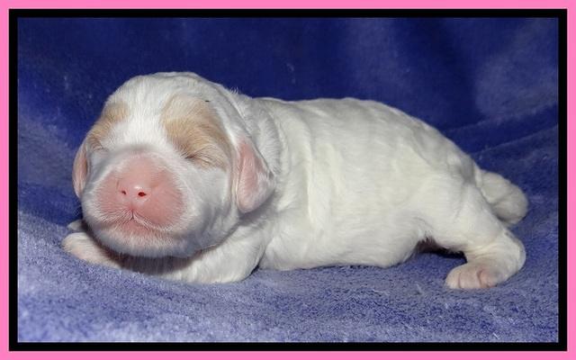 Jolie Buster pups 1 wk old 101
