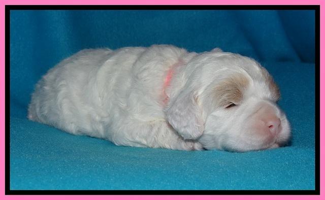 Jolie Buster pups 2 wks old 140