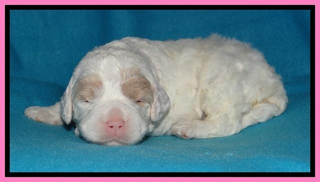 Jolie Buster pups 2 wks old 150