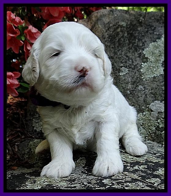 Jolie Buster 3 wks old 211