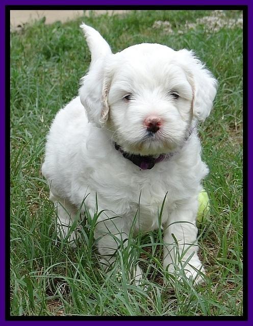 Jolie Buster 5 wks old 220