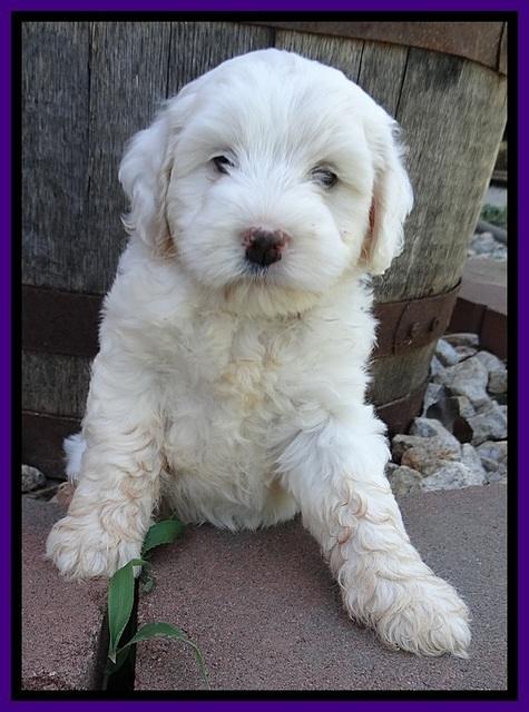 Jolie Buster 6 wks old 321