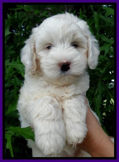 Jolie Buster 7 wks old 141