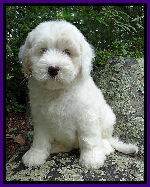 Jolie Buster 8 weeks old 14