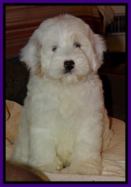 Jolie Buster 8 weeks old 54