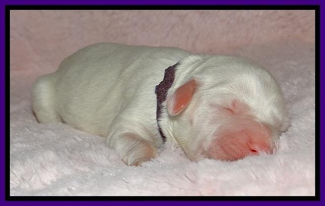 Jolie Buster puppies newborn 9 71