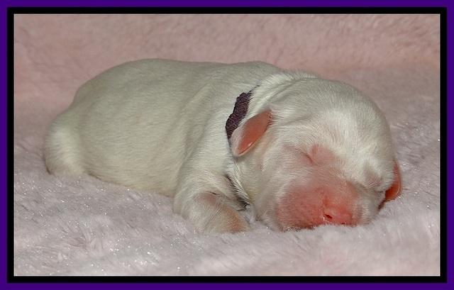 Jolie Buster puppies newborn 9 81