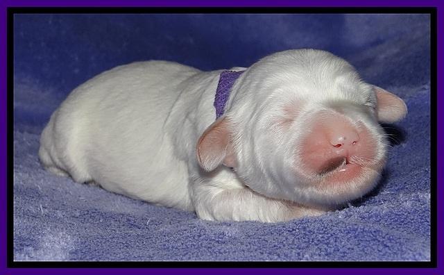Jolie Buster pups 1 wk old 131
