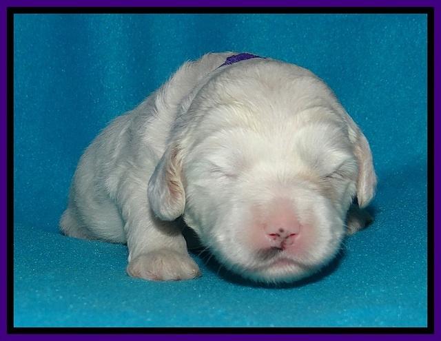 Jolie Buster pups 2 wks old 220