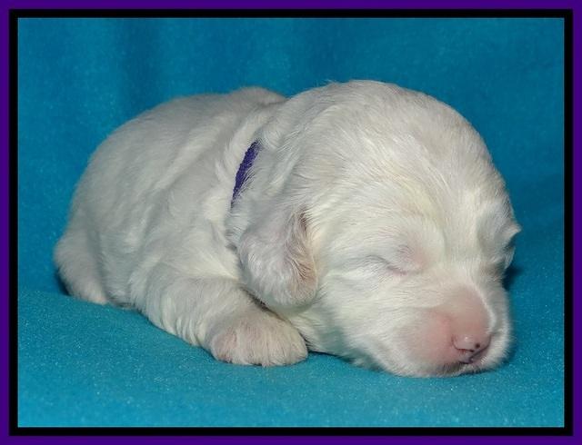 Jolie Buster pups 2 wks old 240