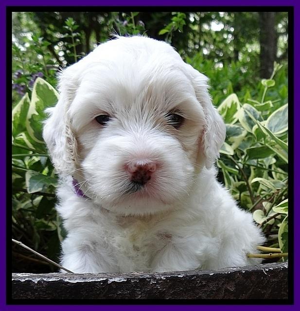 Jolie Buster pups 4 wks old 120