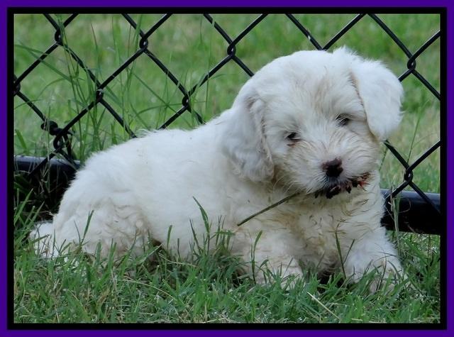 Jolie Buster pups 6.5 wks old 101