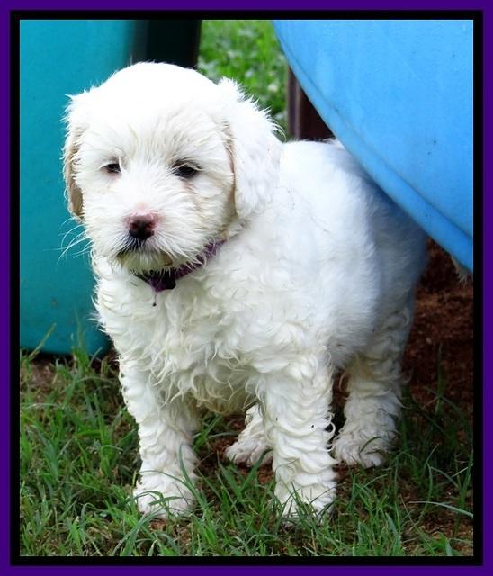 Jolie Buster pups 6.5 wks old 91