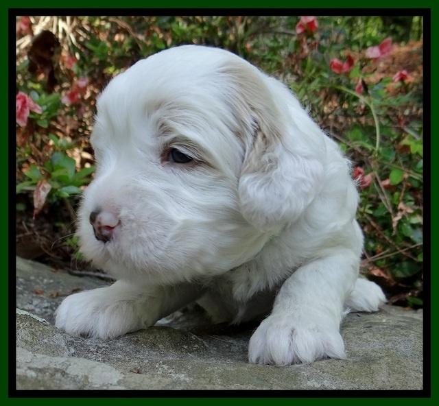 Jolie Buster 3 wks old 251