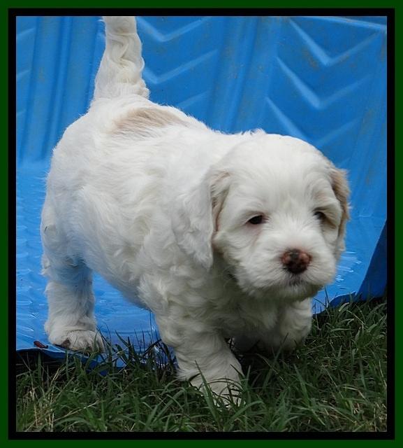 Jolie Buster 5 wks old 250