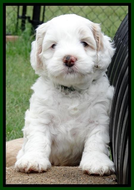 Jolie Buster 5 wks old 280