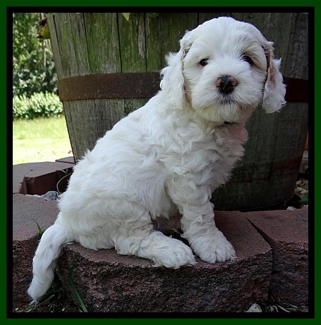 Jolie Buster 6 wks old 51