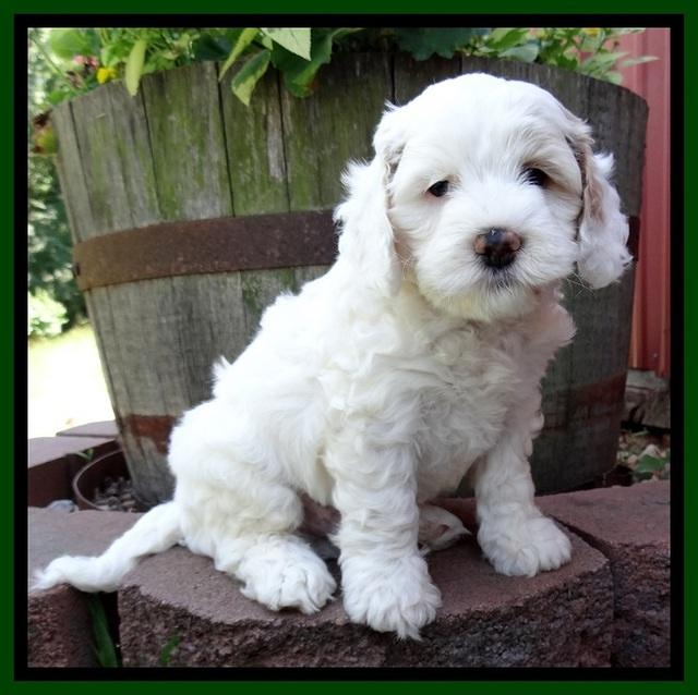 Jolie Buster 6 wks old 61