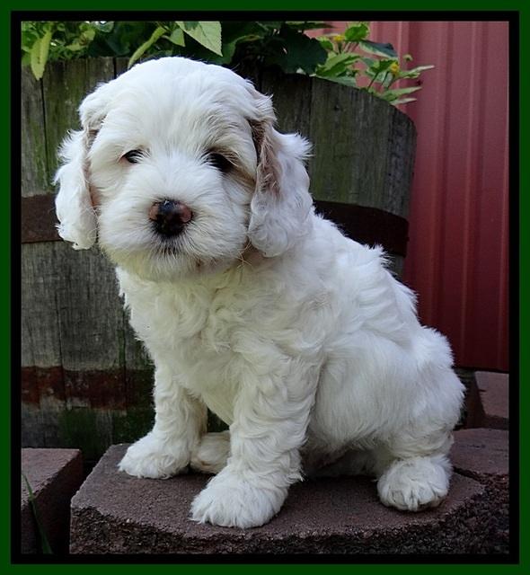 Jolie Buster 6 wks old 81