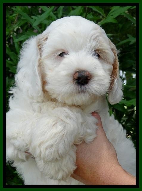 Jolie Buster 7 wks old 151