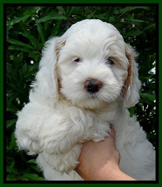 Jolie Buster 7 wks old 161