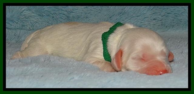 Jolie Buster puppies newborn 9 101