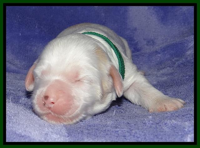Jolie Buster pups 1 wk old 191
