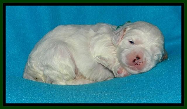 Jolie Buster pups 2 wks old 250