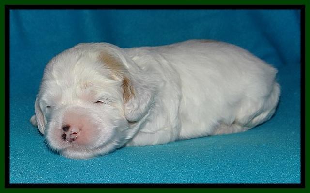 Jolie Buster pups 2 wks old 270