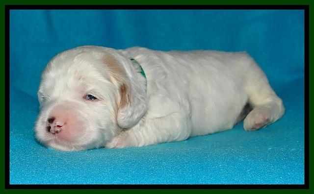 Jolie Buster pups 2 wks old 280