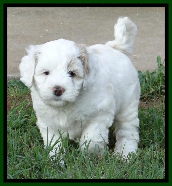Jolie Buster pups 6.5 wks old 161