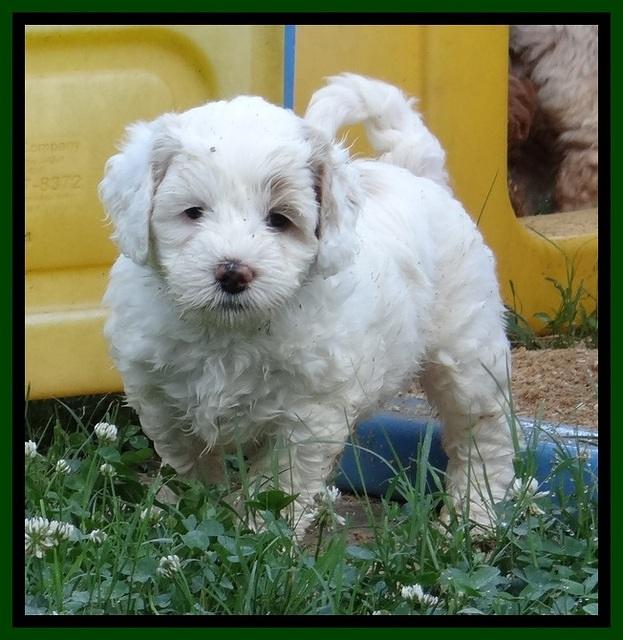 Jolie Buster pups 6.5 wks old 251