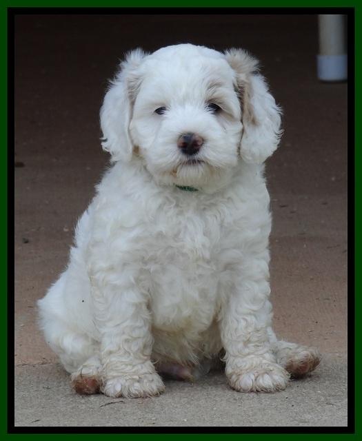 Jolie Buster pups 6.5 wks old 261